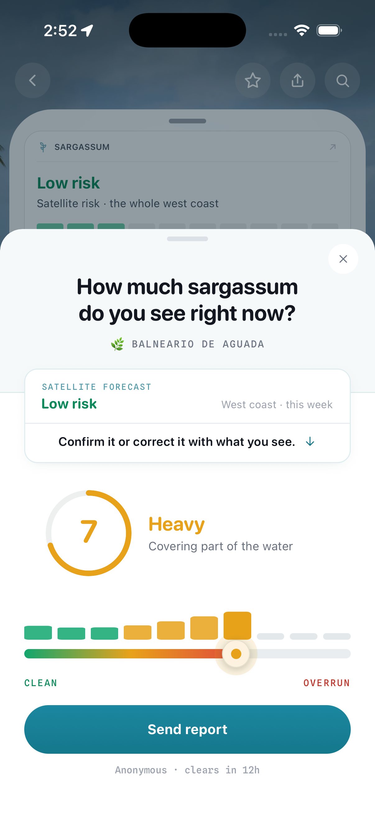 Costa - report sargassum at El Escambrón, from 1 to 10